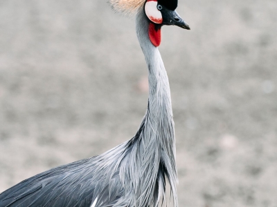 Grijze kroonkraanvogel - De Zonnegloed - Dierenpark - Dieren opvangcentrum - Sanctuary